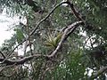 Tillandsia brachycaulos