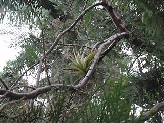 Tillandsia brachycaulos.jpg