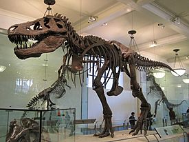 Archivo:Tyrannosaurus AMNH 5027
