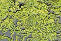 Ulva intestinalis dans Ruisseau du loc'h à Morgat (Finistère) partie aval saumâtre grandes marées 19