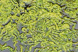 Ulva intestinalis dans Ruisseau du loc'h à Morgat (Finistère) partie aval saumâtre grandes marées 19.jpg