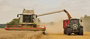Archivo:Unload wheat by the combine Claas Lexion 584
