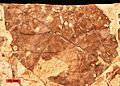 Viburnum lesquereuxii fossil