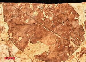 Archivo:Viburnum lesquereuxii fossil