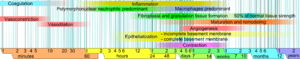 Archivo:Wound healing phases
