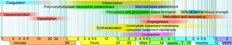 Wound healing phases