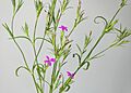 (MHNT) Dianthus armeria - Plant habit
