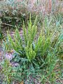 1-R.crispus-gen-1