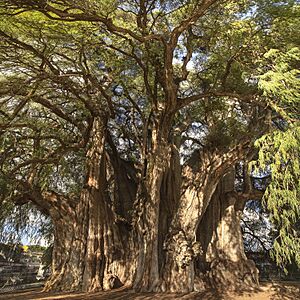 Archivo:ARBOL DE TULE TULE TREE
