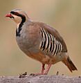 Alectoris-chukar-001