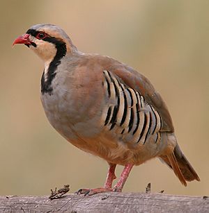 Archivo:Alectoris-chukar-001
