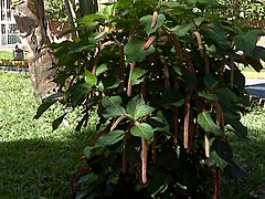Archivo:Amaranthus dubius 2012 001