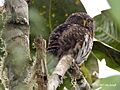 Andean Pygmy-owl (Glaucidium jardinii) in tree
