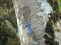 Anolis gorgonae MatthewGable