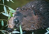 Archivo:Beaver