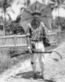BeebeGuiana