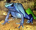 Blue poison dart frog arp