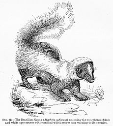 Archivo:Brazilian Skunk from Edward Bagnall Poulton Colours of Animals 1890