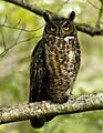 Bubo virginianus -Reifel Migratory Bird Sanctuary-8