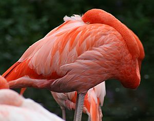 Archivo:Caribbean Flamingo2 (Phoenicopterus ruber) (0424) - Relic38