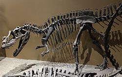 Archivo:Ceratosaurus mount utah museum 1