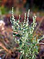 Chenopodium berlandieri NPS-1