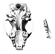 Archivo:Conepatus humboldtii skull 1847