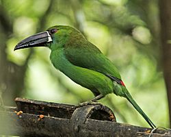 Crimson-rumped Toucanet (Aulacorhynchus haematopygus) (20089183563).jpg