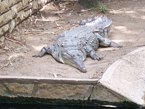 Archivo:Crocodylus intermedius