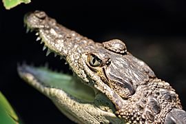 Crocodylus moreletii - Tiergarten Schönbrunn