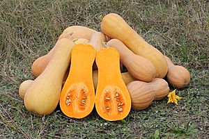 Archivo:Cucurbita moschata Butternut 2012 G2