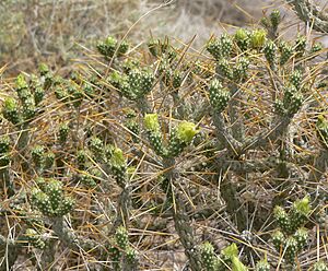 Archivo:Cylindropuntia ramosissima 13