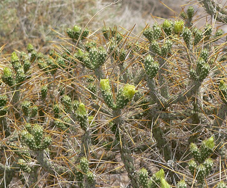 Cylindropuntia ramosissima 13