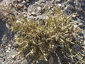 Archivo:Cylindropuntia tesajo 8