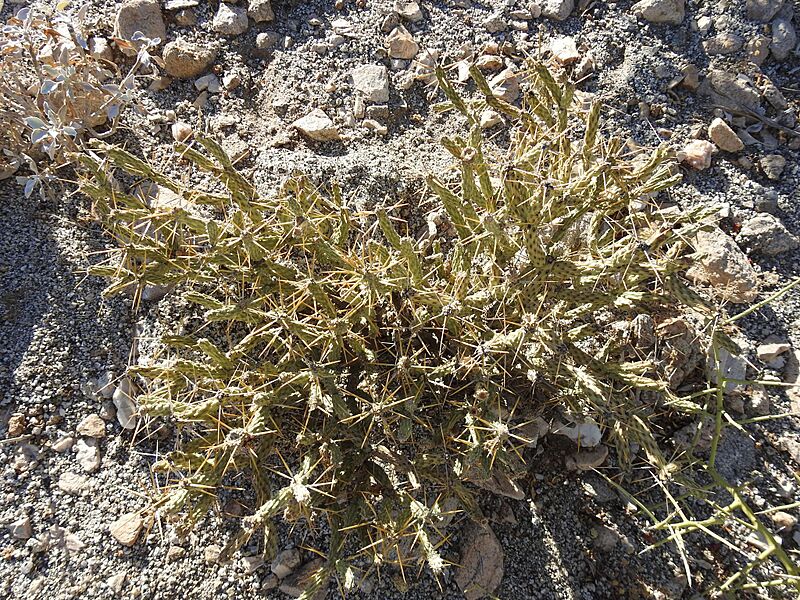 Cylindropuntia tesajo 8