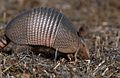 Dasypus novemcinctus