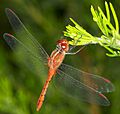 Diplacodes bipunctata (14502599136)