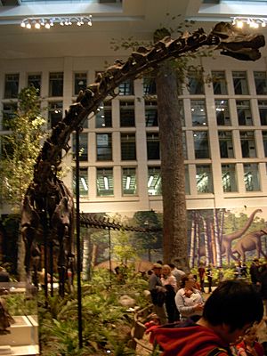 Archivo:Diplodocus at the CMNH 2