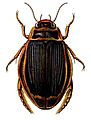 Dytiscus latissimus