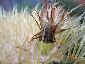 Archivo:Echinocactus grusonii 19