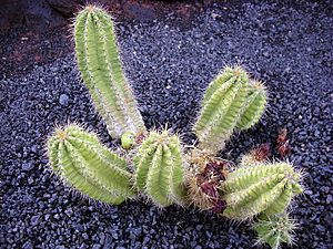 Archivo:Echinocereus viereckii