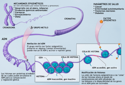 Archivo:Epigenetic mechanisms-es