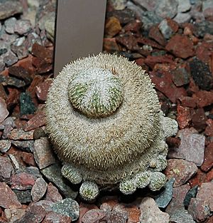 Epithelantha micromeris1000.jpg