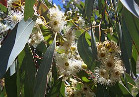 Archivo:Eucalyptus flowers2