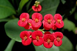 Euphorbia Milii flowers.jpg
