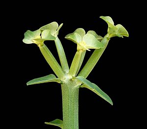 Archivo:Euphorbia pteroneura2 ies