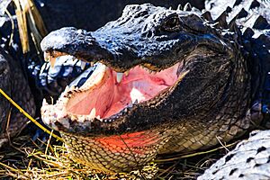 Archivo:Florida Everglades-Fresh Water Aligators (15260162214)
