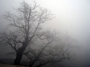 Archivo:Fog