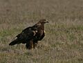 Golden Eagle (Aquila chrysaetos) (2265246186)