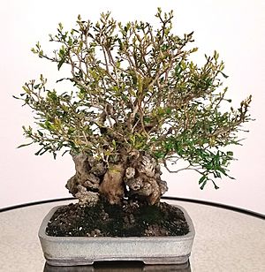 Archivo:Granado bonsai